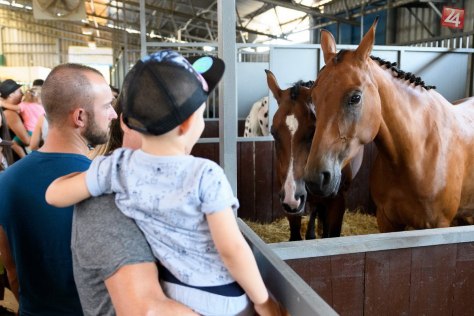 Ilustračný obrázok k článku Majú vlastnú súťaž krásy: V Nitre sa zišli najkrajšie hospodárske zvieratá, VIDEO