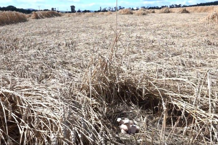 Ilustračný obrázok k článku Záchrana v hodine dvanástej: Mláďatá ohrozenej kane našli pri Nitre deň pred žatvou