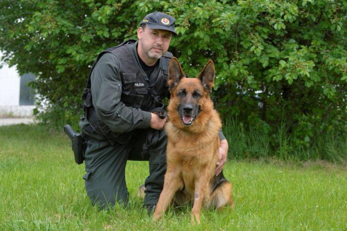 Ilustračný obrázok k článku Odvážny vlčiak Vels vyňuchal zlodeja, ktorý sa skrýval pred väzením