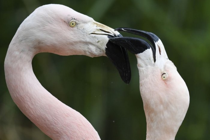 Ilustračný obrázok k článku Radosť v bojnickej ZOO: Vyliahol sa im plameniak čilský