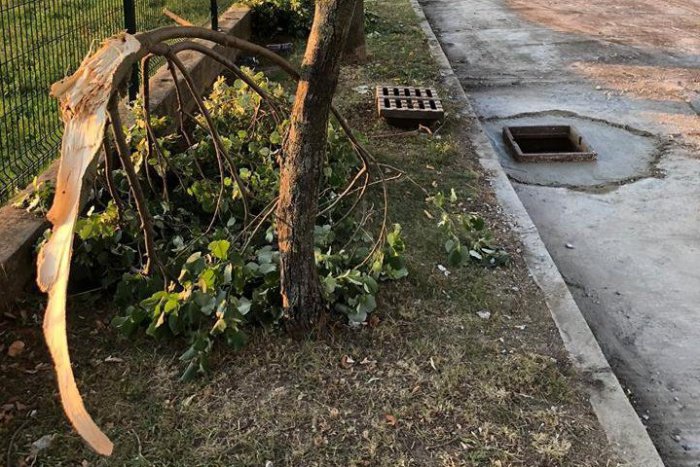 Ilustračný obrázok k článku Rekonštrukcia Podzámskej priniesla olámané konáre a zdevastované stromy: Radnica reaguje