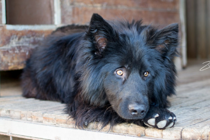 Ilustračný obrázok k článku Tie oči vás dostanú: GALÉRIA psíkov, ktorí skončili v Trenčianskom útulku, FOTO