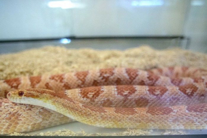 Ilustračný obrázok k článku Žiadny veľhad, ale užovka: Odchytený had v Nitre neprežil noc