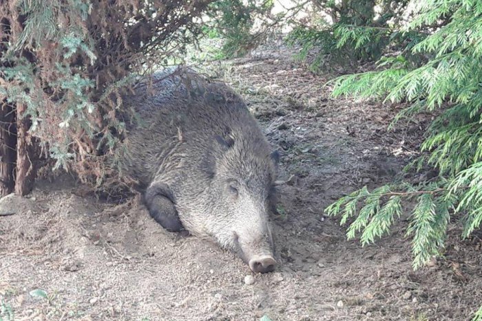 Ilustračný obrázok k článku V centre Žiliny šarapatil diviak: Pozrite si FOTO z miesta