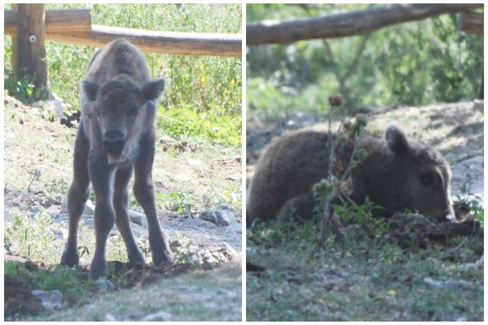 Ilustračný obrázok k článku FOTO: V bratislavskej ZOO sa narodilo mláďa zubra európskeho