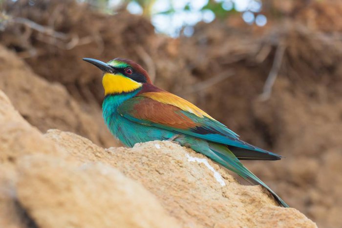 Ilustračný obrázok k článku Akoby uleteli zo ZOO! Sandberg sa pýši kolóniou nádherných pestrofarebných vtákov