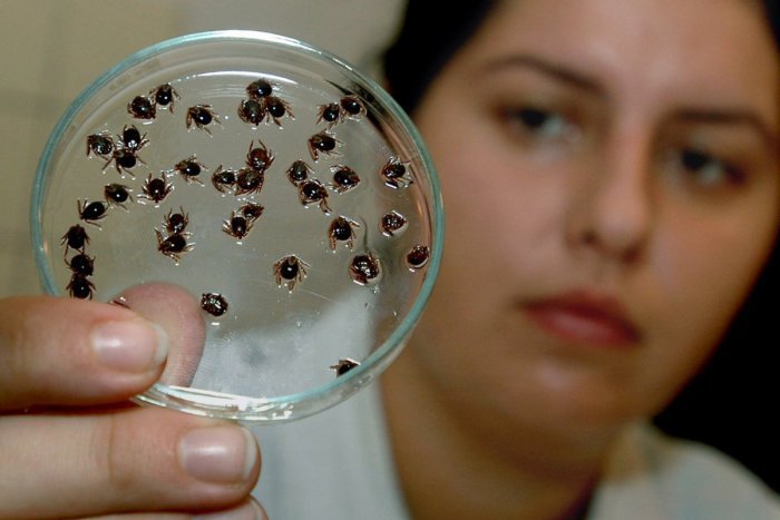 Ilustračný obrázok k článku Chystáte sa do prírody v okolí Zvolena? TU môžete naraziť na nakazené kliešte