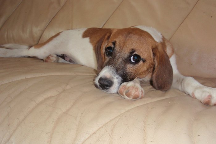 Ilustračný obrázok k článku Prichádzajú štvornohí miláčikovia, ktorý bude ten  váš? FOTO