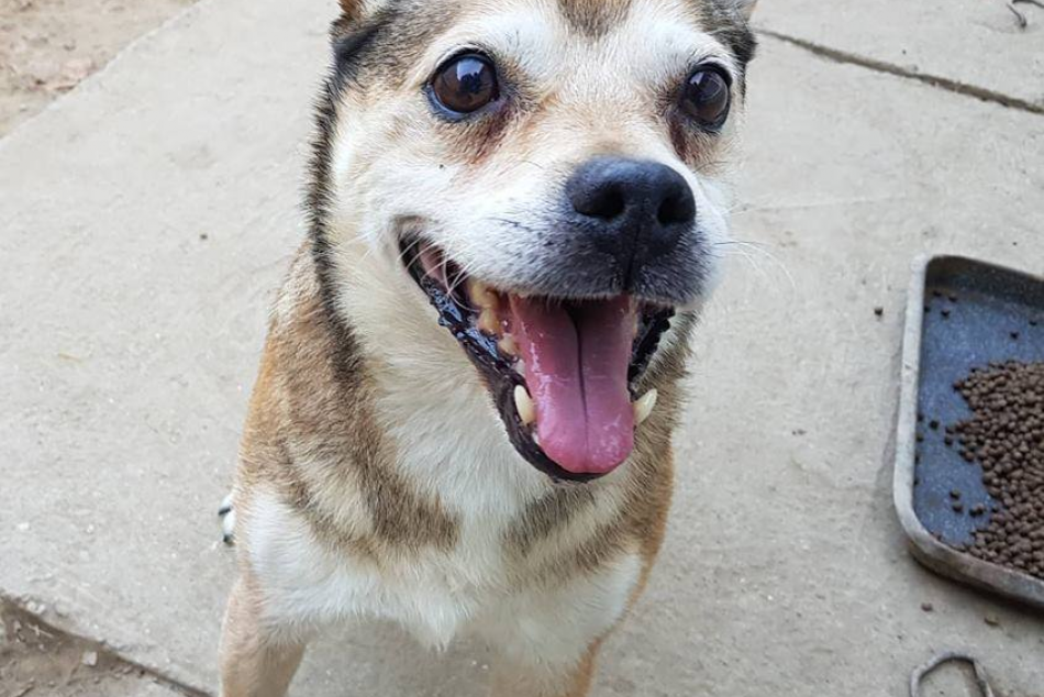 Ilustračný obrázok k článku Dúbravka bude opäť hľadať NAJ psa