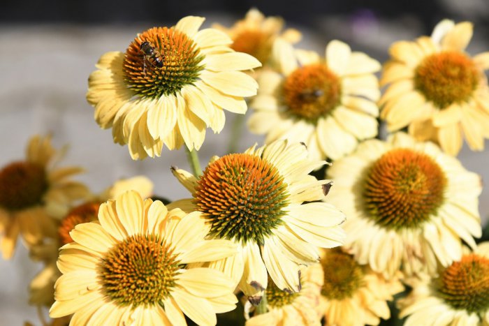 Ilustračný obrázok k článku RANNÁ ŠTVORKA: Prehánky a búrky hrozia v stredu, meniny má Regina