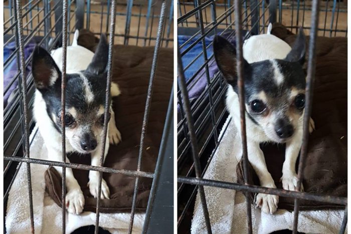 Ilustračný obrázok k článku Nepoznáte ho? V Žiari našli na smrť vystrašené psíča, musí niekomu chýbať