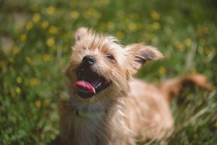 Ilustračný obrázok k článku Najveselšie FOTKY žiarskych útulkáčov: Toľkoto spraví obyčajná prechádzka!