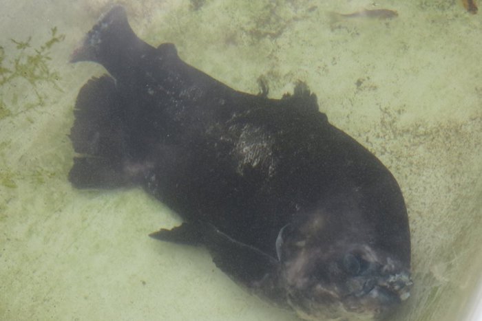 Ilustračný obrázok k článku Kuriózny úlovok v rieke Nitra: Deťom sa podarila chytiť poriadne veľká piraňa