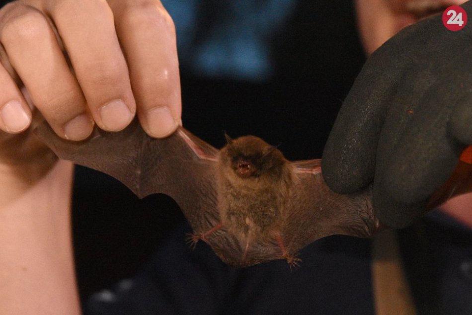 Ilustračný obrázok k článku V tomto meste netopiere, hady a potkany už nekúpite