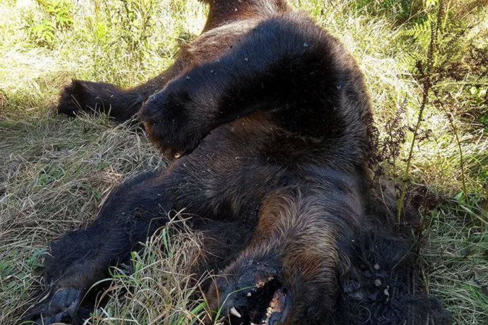 Ilustračný obrázok k článku V Hornom Smokovci medvedica neprežila stret s osobným vozidlom!