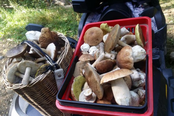 Ilustračný obrázok k článku Zdá sa, že stále rastú: Krásne úlovky Mareka z nášho okolia