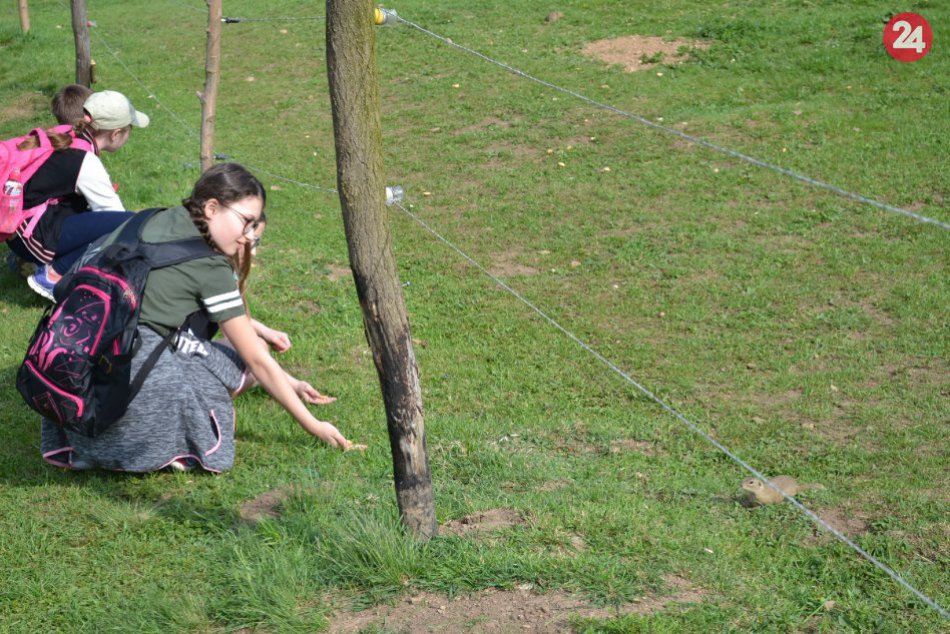 Ilustračný obrázok k článku FOTO: Revúcki školáci zažívajú nevšedné hodiny. Učia sa medzi sysľami