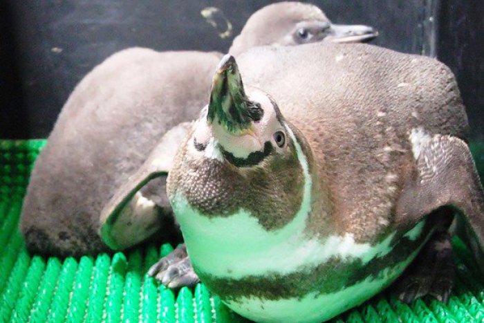 Ilustračný obrázok k článku V zoo chovajú tučniaky už 10 rokov. Mláďatá pokrstia košickí hokejisti