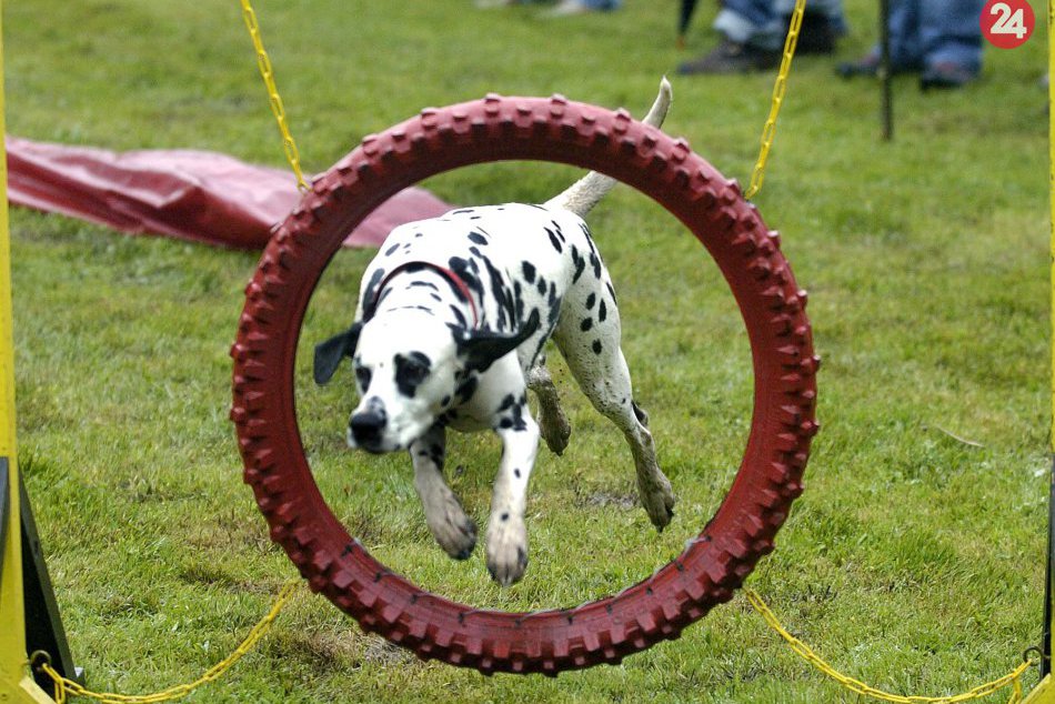 Ilustračný obrázok k článku Absolvoval váš chlpáč výcvik? Nové Mesto znižuje miestnu daň pre cvičených psov