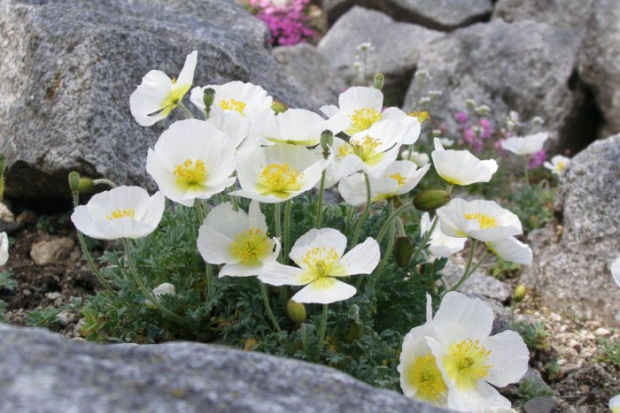 Ilustračný obrázok k článku Niekoľko tohtoročných rarít v tatranskej záhrade: Videli ste ich kvitnúť?