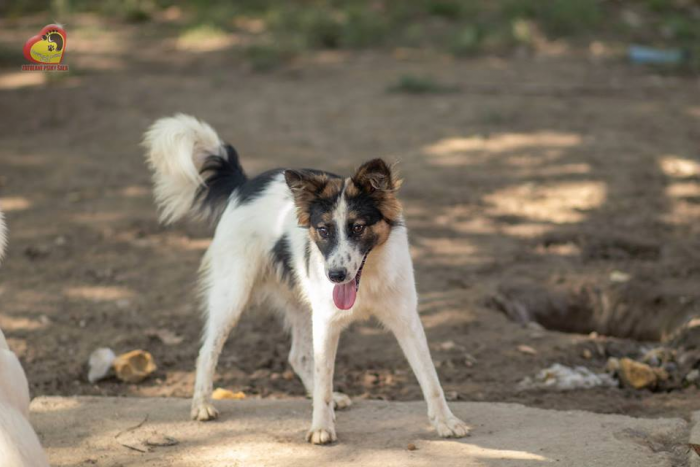 Ilustračný obrázok k článku Náš psí seriál je tu opäť: Ktorého chlpáča si zoberiete z útulku? FOTO