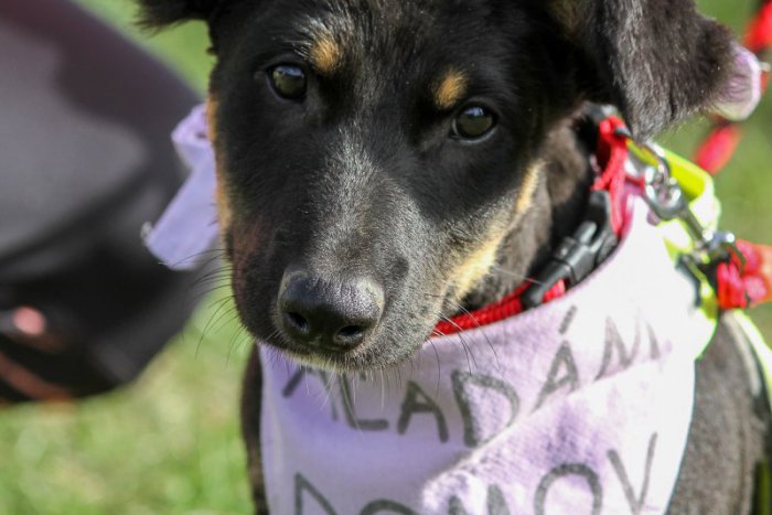 Ilustračný obrázok k článku FOTO: Z ranča priamo do tepla domova. Deň s útulkáčom pomohol psíkom nájsť nové rodiny