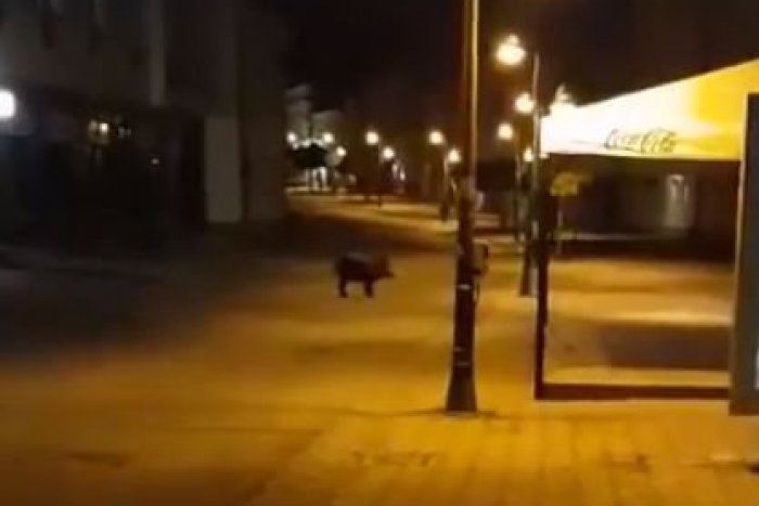 Ilustračný obrázok k článku VIDEO: Návštevník, akého by ste veru nečakali. Centrom Bystrice pobehoval diviak