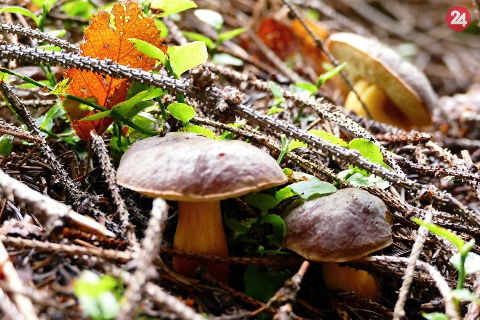 Ilustračný obrázok k článku Horskí záchranári ratovali hubára: Pravdepodobne utrpel zlomeninu nohy