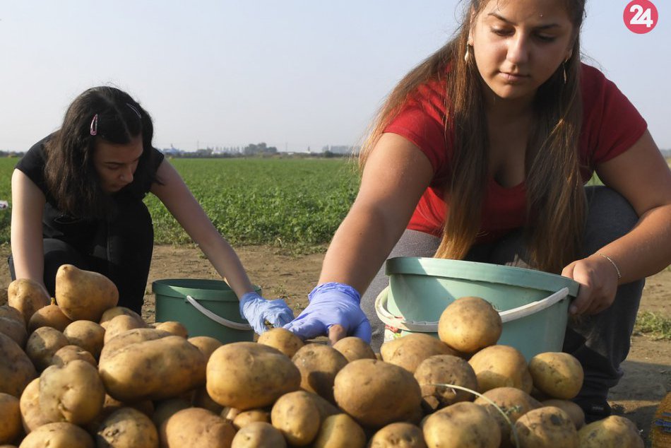 Ilustračný obrázok k článku Zdá sa vám, že platíte viac? Podľa analytičky sú zemiaky o polovicu drahšie ako vlani