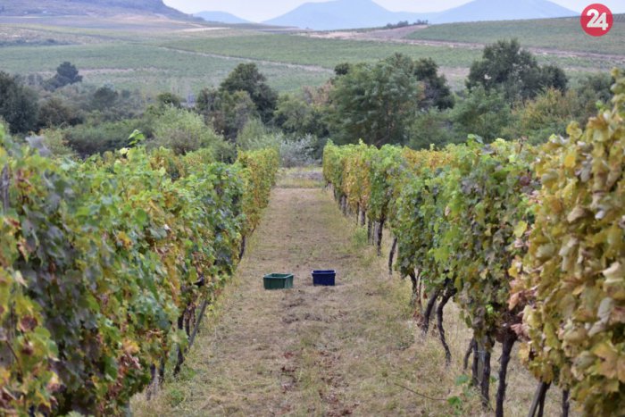 Ilustračný obrázok k článku FOTO: Sezóna zberu tokajského zlata majstrov vinárov je v plnom prúde