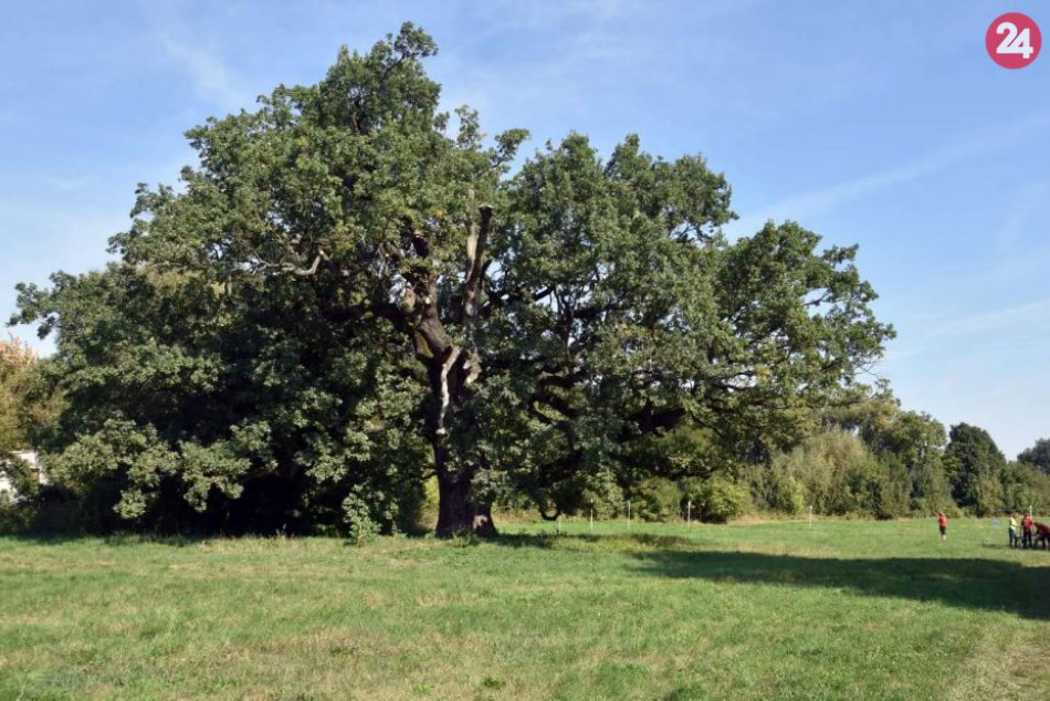 Ilustračný obrázok k článku Pozoruhodný park v zemplínskej obci: Možno v ňom obdivovať množstvo vzácnych a starých stromov