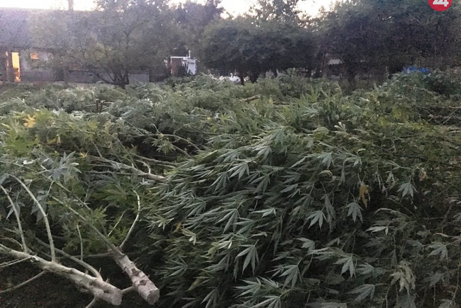 Ilustračný obrázok k článku Veľký zásah NAKA: Zrušila marihuanové pole, polícia obvinila sedem osôb