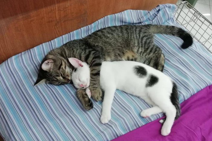 Ilustračný obrázok k článku Žilinčania, ukážte srdce: Tieto zlatíčka potrebujú vašu pomoc, FOTO