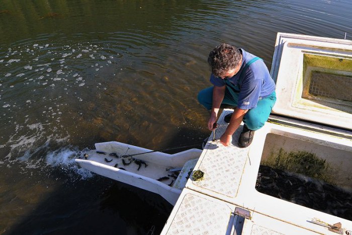 Ilustračný obrázok k článku Noví obyvatelia Hrona: Do rieky vplávalo 35-tisíc pstruhov a lipňov