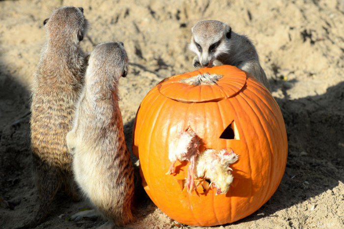 Ilustračný obrázok k článku Tipy na október :  Tomuto mesiacu dominuje maratón a Biela noc