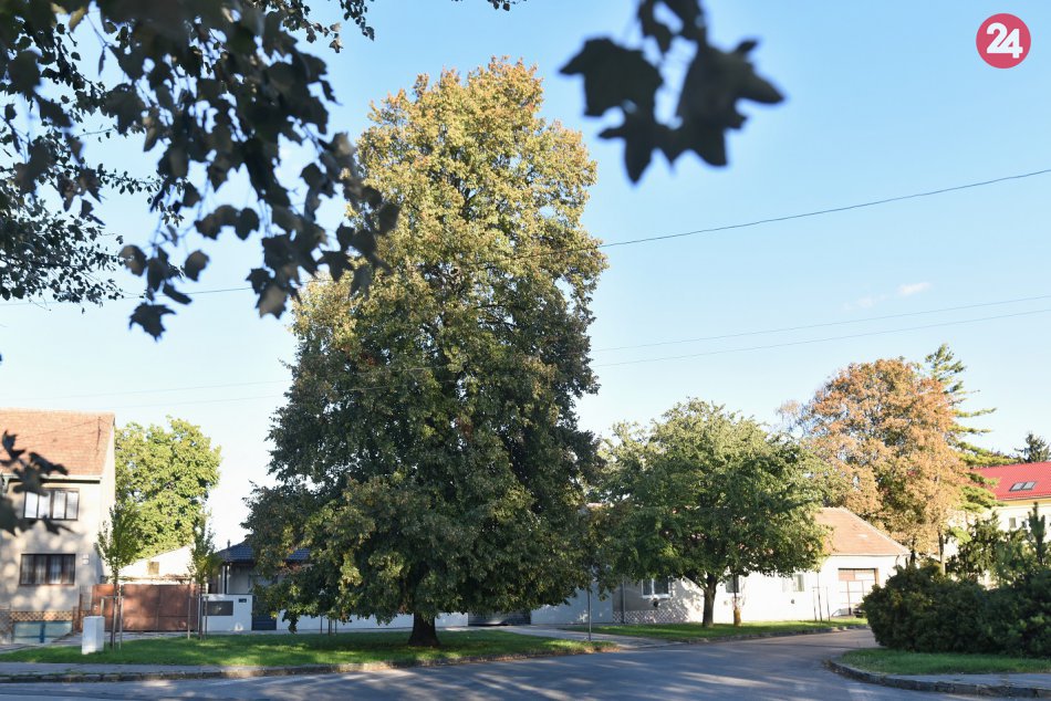 Ilustračný obrázok k článku V  kraji máme unikátne stromy: Vysadili ich aj pri vzniku ČSR  v roku 1918, FOTO