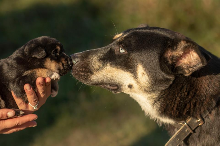 Ilustračný obrázok k článku Osvojte si už teraz milé šteniatko: Postarajte sa o pármesačného miláčika, FOTO