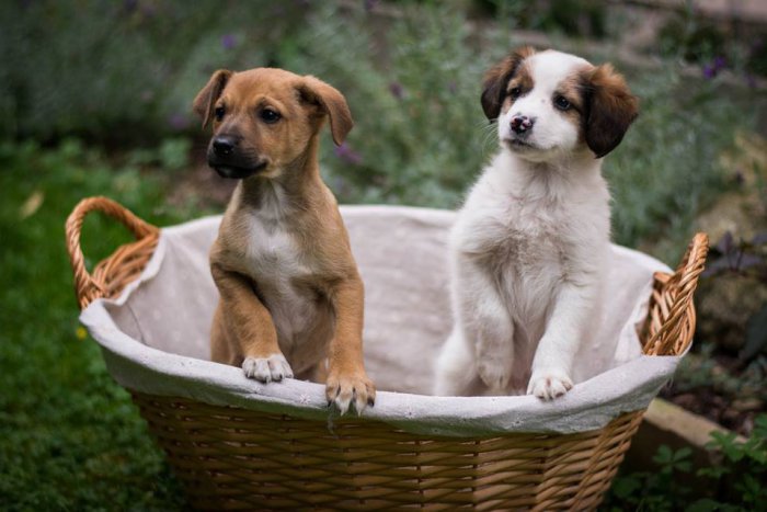 Ilustračný obrázok k článku Žiarčania, ukážte srdce: Pre tieto šteniatka nie je miesto v útulku, ide im o krk, FOTO