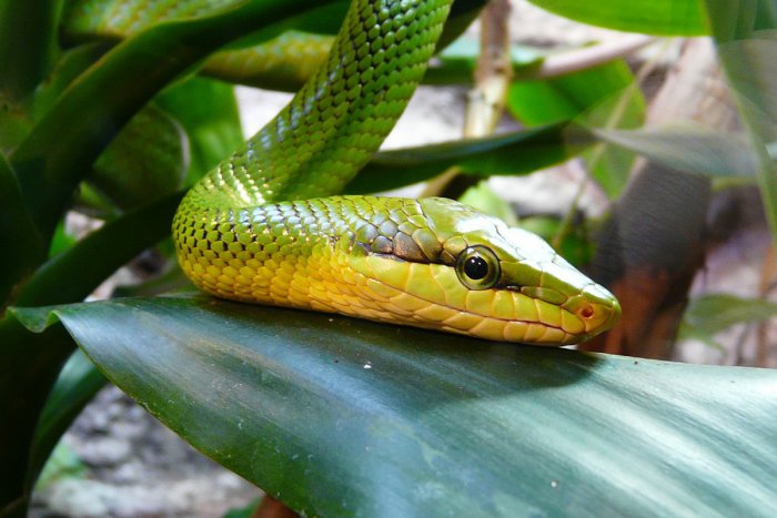 Ilustračný obrázok k článku Poplach v Prahe: Smrteľne jedovatá mamba zelená uhryzla majiteľku a ušla