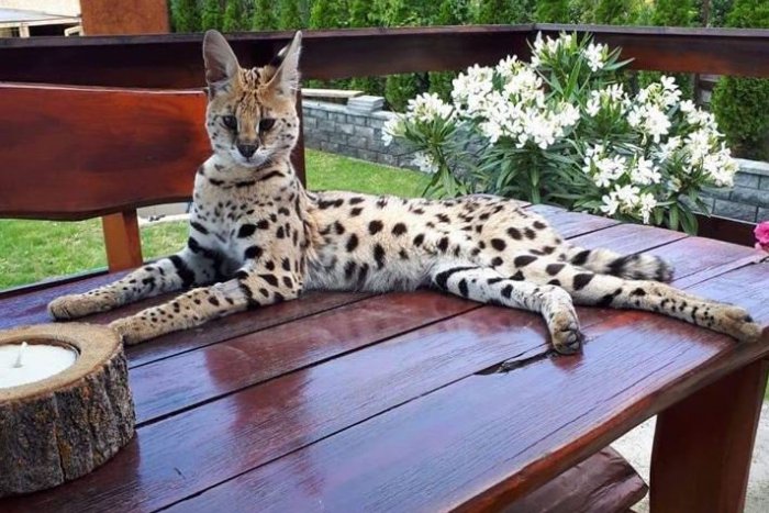 Ilustračný obrázok k článku Exotický Serval z Nitry opäť na potulkách: Majitelia ponúkajú nálezné 500 eur