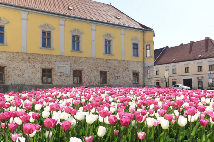 Ilustračný obrázok k článku Trnava bude hostiť veľvyslanca Holandského kráľovstva: Vysadia tisíc vzácnych tulipánov