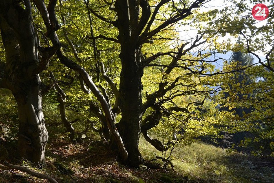 Ilustračný obrázok k článku Krásna aktivita v neďalekom Brusne: Chystá čistenie lesných chodníkov aj nové altánky