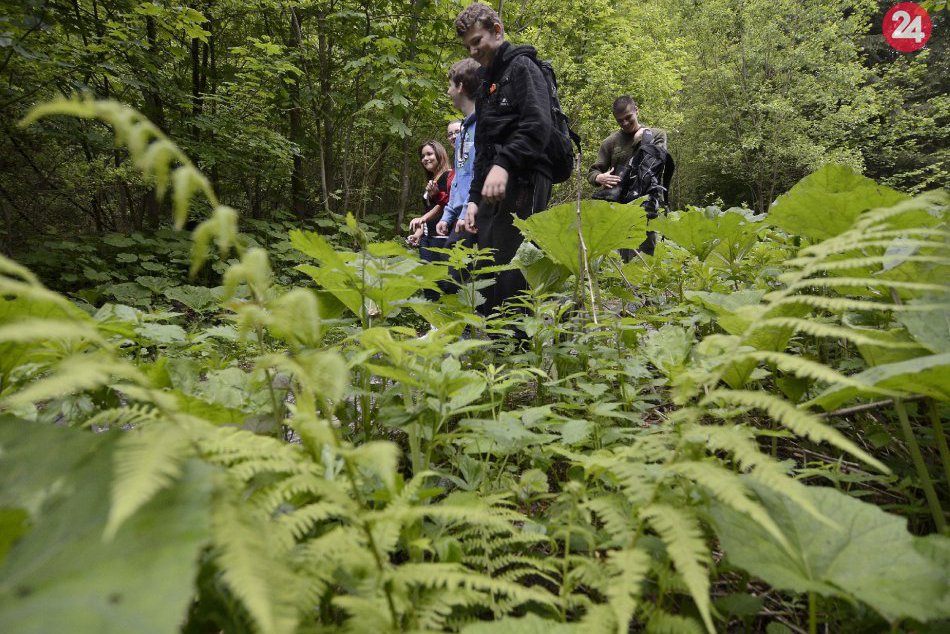 Ilustračný obrázok k článku Prírodný klenot pri Bystrici spoznáte na jedinečnej akcii. V Badínskom pralese bude DOD