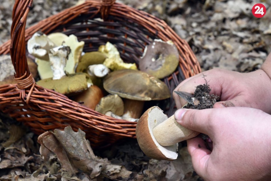 Ilustračný obrázok k článku Zvolenčania, ste vášniví hubári? Zapojiť sa môžete do nevšednej súťaže