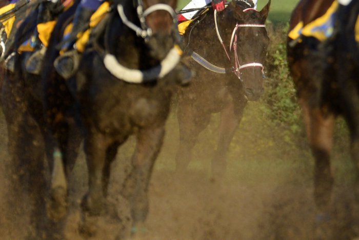 Ilustračný obrázok k článku Obeť Veľkej pardubickej: Kôň Vicody uhynul po páde na Taxise