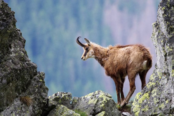 Ilustračný obrázok k článku EXKLUZÍVNE: Tatry majú nové logo: Ako sa vám páči?