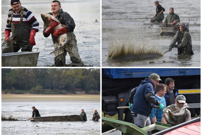 Ilustračný obrázok k článku V Bolerázi sa vypúšťala priehrada: Tony rýb prevážali do susediacich nádrží, VIDEO