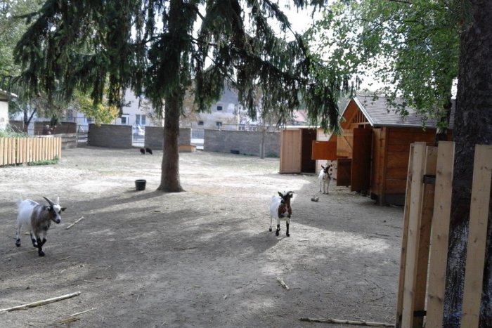 Ilustračný obrázok k článku Poníka Maťa z Babičkinho dvora uzdravili: Trpel pre štedrosť návštevníkov, FOTO