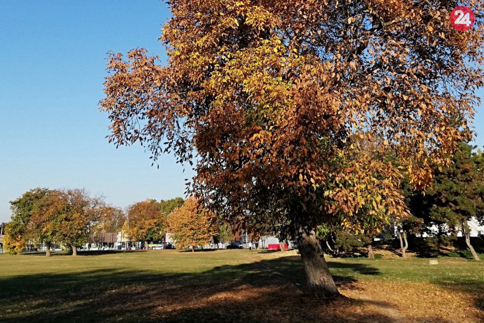 Ilustračný obrázok k článku Aj takýto výjav je vidieť v Parku študentov: Ľudia zbierajú obľúbenú pochúťku, FOTO