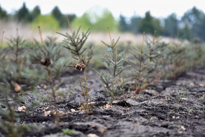 Ilustračný obrázok k článku Prípad horára z Telgártu má dohru. Vedenie Lesov SR chce podozrenia prešetriť